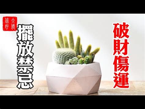 仙人掌風水|室內可以放仙人掌嗎？小心這些風水禁忌，避免厄運上。